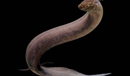 这条被称为“活化石”的肺鱼拥有迄今为止最大的基因组，比我们的大30倍