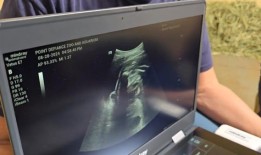 Point Defiance动物园等待着濒临灭绝的马来亚貘幼崽的诞生