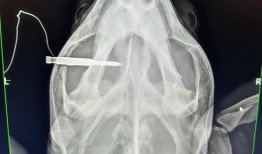 在佛罗里达群岛，红海龟奥比被鱼叉枪击中头部，被安乐死