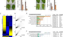 溶磷脂酰乙醇胺通过促进ja信号和ros稳态来触发对坏死细胞的免疫