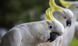 在悉尼南部发现20多只凤头鹦鹉因“故意”中毒而生病或死亡后，政府发起了呼吁