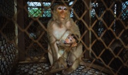 “猴城”为猕猴纹身并绝育，以结束它们的恐怖统治