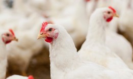 美国疾病控制与预防中心敦促加快检测以发现人类禽流感病例