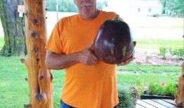 比约克夏梗还重：爱荷华州的巨型茄子