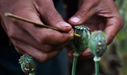 饱受战争蹂躏的缅甸现在是世界上最大的鸦片生产国，超过了阿富汗