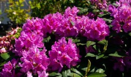 三种杀死植物的花园花卉使房屋贬值20%，并“推迟买家”