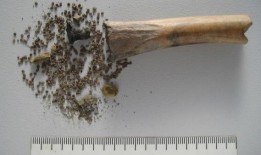 1900年前的骨头里充满了致幻种子，这是“罕见的”发现这是干什么用的？