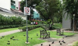 新加坡的鸽子问题，解释说