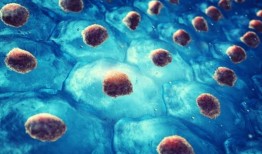 研究人员使用单细胞RNA测序技术来跟踪叶片的细胞发育