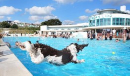 狗狗划水的宠物和主人接管了丽都为筹款游泳