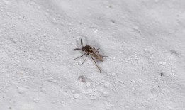 什么是Oropouche病毒？这种新出现的威胁引起了卫生官员的关注