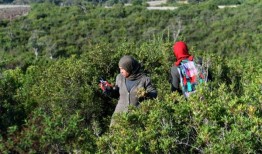 突尼斯妇女草药收获与干旱和炎热作斗争