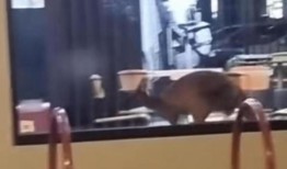 当袋鼠跳进巴塞尔顿肯德基的大门时，员工和顾客都惊呆了