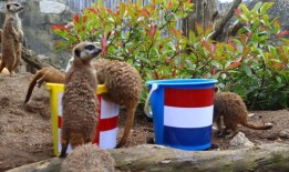 “神秘猫鼬”预测英格兰将在欧洲杯上战胜荷兰队