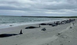 大量鲸鱼搁浅在苏格兰岛上，专家们试图拯救幸存的鲸鱼