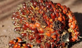 下周CPO期货交易将偏向上行，因预期产出将走弱