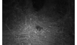 终于被发现：60年后，奇怪的产卵哺乳动物终于被重新发现