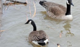 在塔斯卡卢萨县，一名男子因争夺水煮鹅而被枪杀