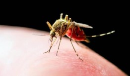 这是一个抗击结核病和疟疾的成功故事