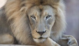 加州萨克拉门托动物园的“魅力十足的标志性”非洲狮卡马乌去世，年仅16岁