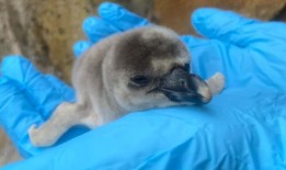 苏格兰野生动物园在称重日公布了可爱的小企鹅