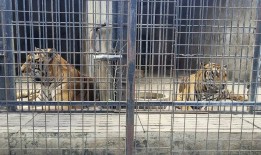 越南爆发的禽流感导致数十只老虎死亡