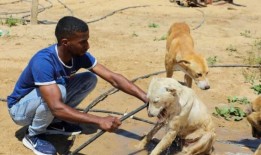 世卫组织警告说，加沙的高温可能会加剧巴勒斯坦人的健康危机