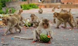 “猴城”为猕猴纹身并绝育，以结束它们的恐怖统治