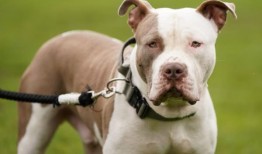 XL霸凌的主人敦促在英国禁令之前将狗登记在豁免名单上