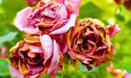 如果园丁不知道如何预防黑斑病，玫瑰可能不会再次开花