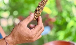 鲁瓦克咖啡：世界上最昂贵的咖啡背后的苦难