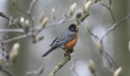 野生动物官员警告醉酒的鸟类