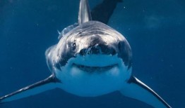 鲨鱼在吃墨西哥湾漂浮的可卡因吗？科学家说这是可能的