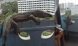 巨蜥游荡到榜鹅公寓的11楼;被NParks捕获