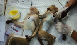 “猴城”为猕猴纹身并绝育，以结束它们的恐怖统治