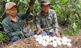 濒临灭绝的暹罗鳄鱼破纪录孵化，标志着鳄鱼的回归