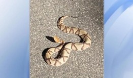 北卡罗来纳州预计今年蛇咬伤的数量将创历史新高如何保证安全？