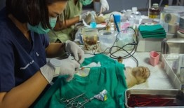 “猴城”为猕猴纹身并绝育，以结束它们的恐怖统治