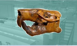 以布伊命名的古代海狸化石