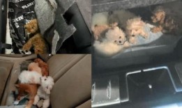 小狗、龙鱼和蝾螈：2023年动物走私案件超过30起