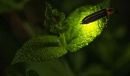 萤火虫的新生命：温度升高可能对某些物种有益