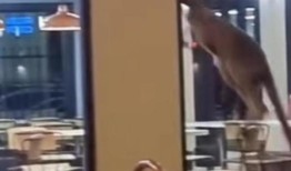 当袋鼠跳进巴塞尔顿肯德基的大门时，员工和顾客都惊呆了