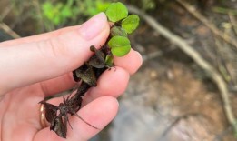 这种巨大的漂浮蕨类植物正在占领阿拉巴马州南部的湖泊