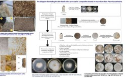 研究人员从蘑菇、咖啡渣和天然菠萝纤维中开发出环保材料