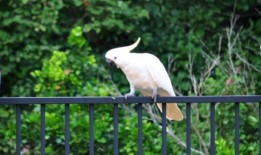 在悉尼南部发现20多只凤头鹦鹉因“故意”中毒而生病或死亡后，政府发起了呼吁