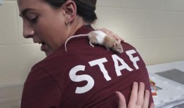 老鼠的繁殖让美国动物收容所非常头疼