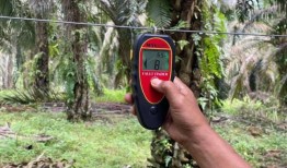 在柔佛与大象共存