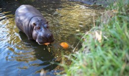 50年后，伍德兰公园动物园终于告别了最后一只河马