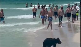 海滩上的熊？“这并不罕见，”佛罗里达租船船长在熊游到海滩后说
