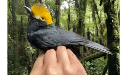 科学家首次捕捉到“走失鸟”的照片